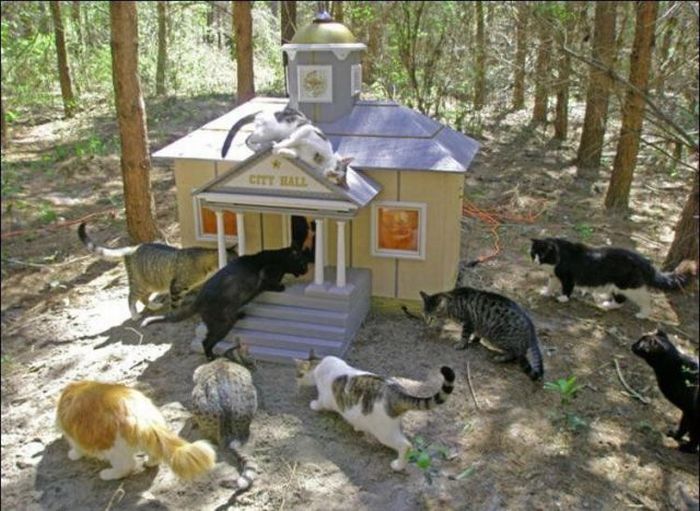 cat city 12 Luxurious place for cats