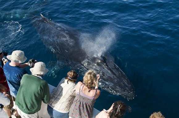 http://www.animals-zone.com/wp-content/uploads/2011/07/friendly-whales-1.jpg