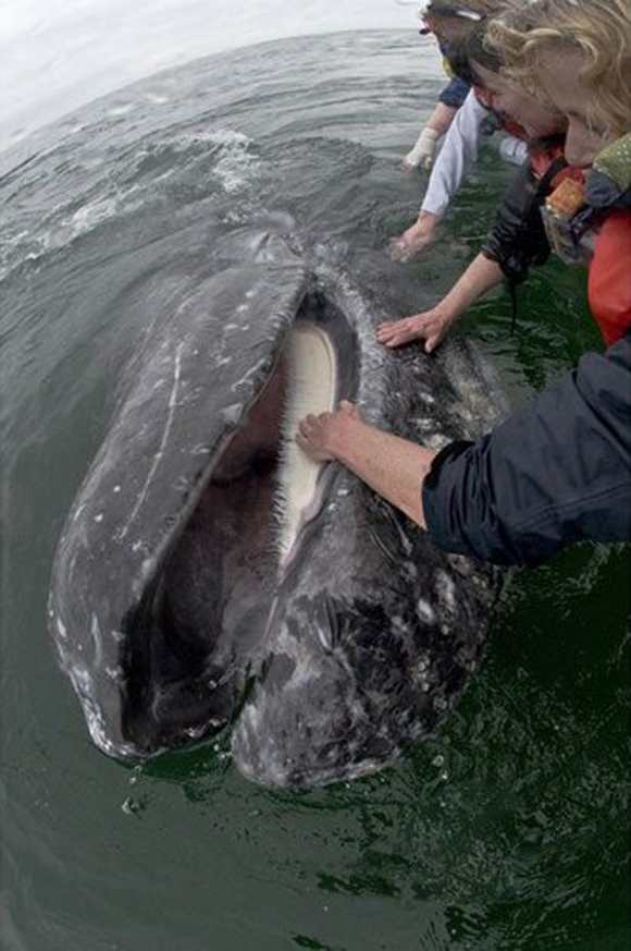http://www.animals-zone.com/wp-content/uploads/2011/07/friendly-whales-10.jpg