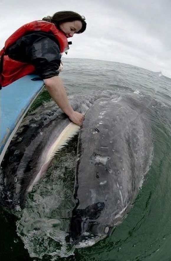 http://www.animals-zone.com/wp-content/uploads/2011/07/friendly-whales-2.jpg