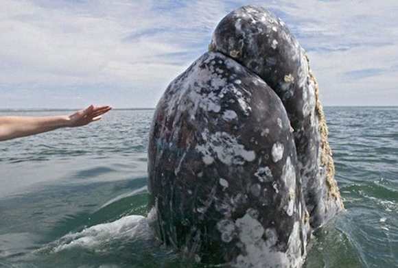 http://www.animals-zone.com/wp-content/uploads/2011/07/friendly-whales-3.jpg