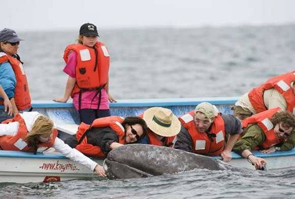 http://www.animals-zone.com/wp-content/uploads/2011/07/friendly-whales-5.jpg
