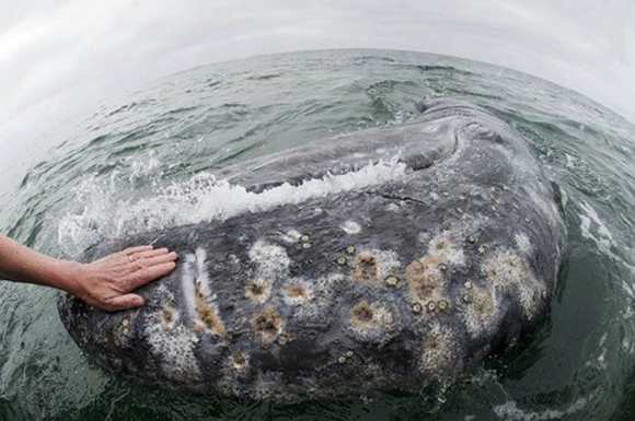 http://www.animals-zone.com/wp-content/uploads/2011/07/friendly-whales-7.jpg