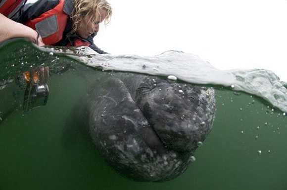 http://www.animals-zone.com/wp-content/uploads/2011/07/friendly-whales-8.jpg