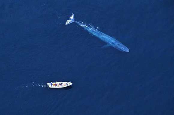 http://www.animals-zone.com/wp-content/uploads/2011/07/friendly-whales-9.jpg