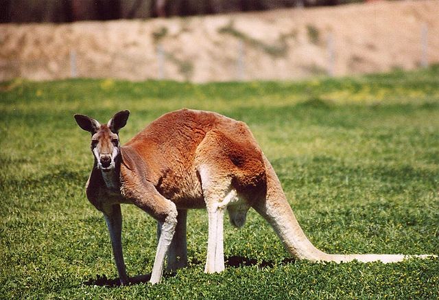 National Animals Of Countries Photos Animals Zone