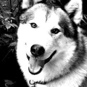 Black And White Pictures Of Animals 