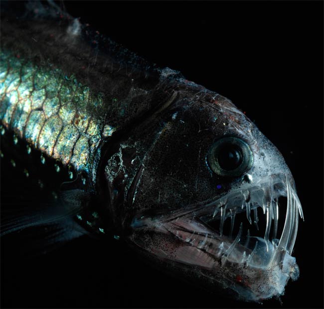 7 Unusual Deep Sea Creatures | Animals Zone