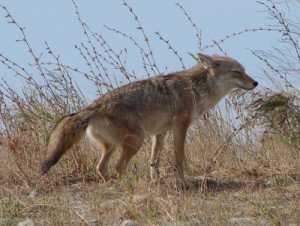 10 Facts You Did Not Know About Coyotes | Animals Zone