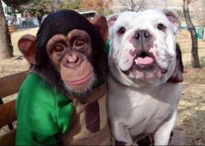 Animals can always make you laugh | Animals Zone