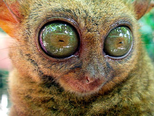 animals with giant eyes