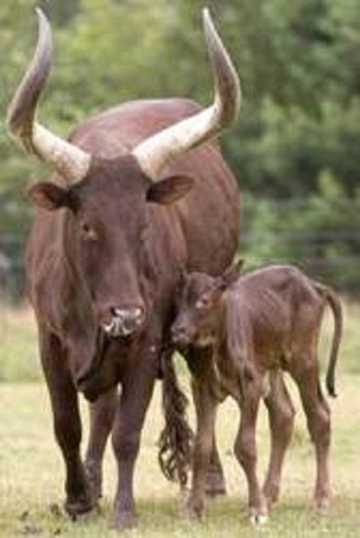 The Amazing Horns of the Ankole-Watusi Cattle | Animals Zone