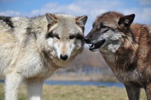 12 Monogamous Animals That Mate for Life | Animals Zone