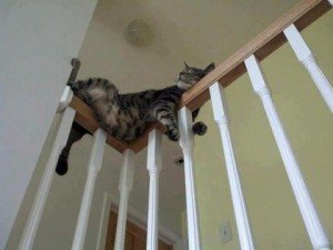 Funny Cats Sleeping in Weird Places | Animals Zone