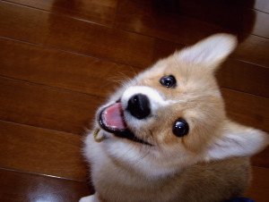 Corgis: Happy Little Doggies to Brighten Up Your Day | Animals Zone