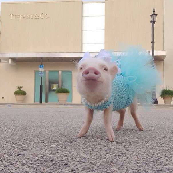 Priscilla: The Most Stylish Mini Pig on Instagram | Animals Zone