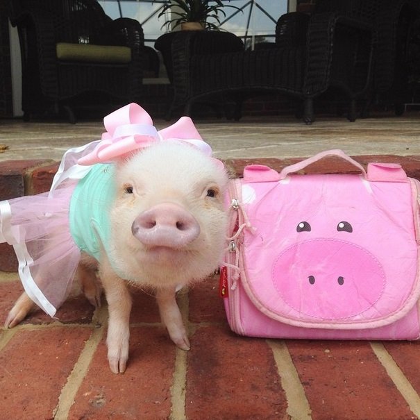 Priscilla: The Most Stylish Mini Pig on Instagram | Animals Zone